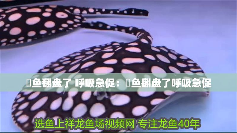 魟魚翻盤了 呼吸急促：魟魚翻盤了呼吸急促
