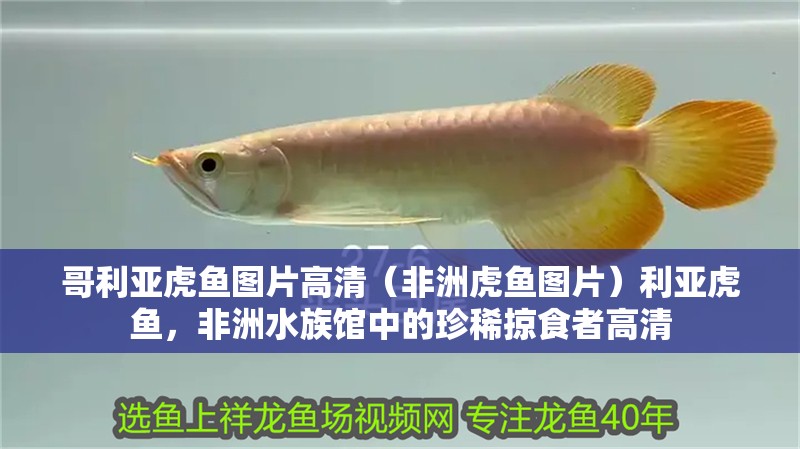 哥利亞虎魚圖片高清（非洲虎魚圖片）利亞虎魚，非洲水族館中的珍稀掠食者高清