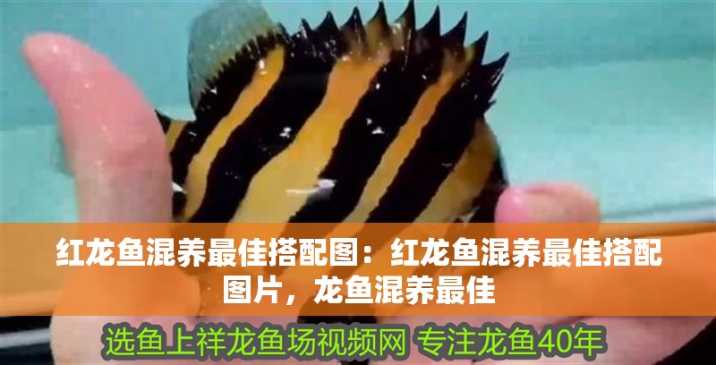 紅龍魚混養最佳搭配圖：紅龍魚混養最佳搭配圖片，龍魚混養最佳