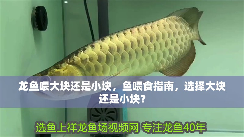 龍魚喂大塊還是小塊,魚喂食指南,選擇大塊還是小塊? 龍魚百科 第2張 龍魚喂大塊還是小塊,魚喂食指南,選擇大塊還是小塊? 龍魚喂大塊還是小塊,魚喂食指南,選擇大塊還是小塊? 龍魚百科 第2張