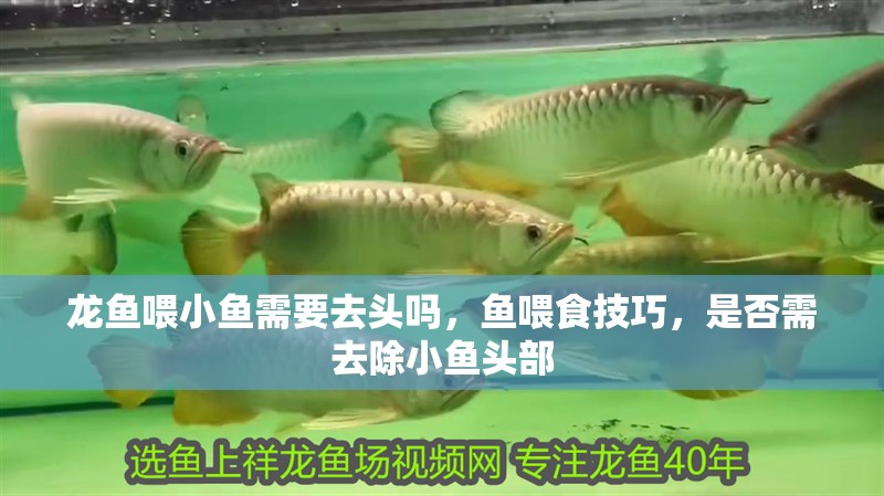 龍魚喂小魚需要去頭嗎，魚喂食技巧，是否需去除小魚頭部