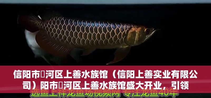 信陽市浉河區(qū)上善水族館（信陽上善實業(yè)有限公司）陽市浉河區(qū)上善水族館盛大開業(yè)，引領(lǐng) 信陽市浉河區(qū)上善水族館（信陽上善實業(yè)有限公司）陽市浉河區(qū)上善水族館盛大開業(yè)，引領(lǐng) 全國水族館企業(yè)名錄 第2張