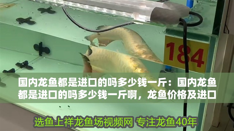 國內龍魚都是進口的嗎多少錢一斤：國內龍魚都是進口的嗎多少錢一斤啊，龍魚價格及進口