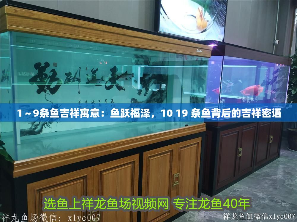 1～9條魚吉祥寓意：魚躍福澤，10 19 條魚背后的吉祥密語