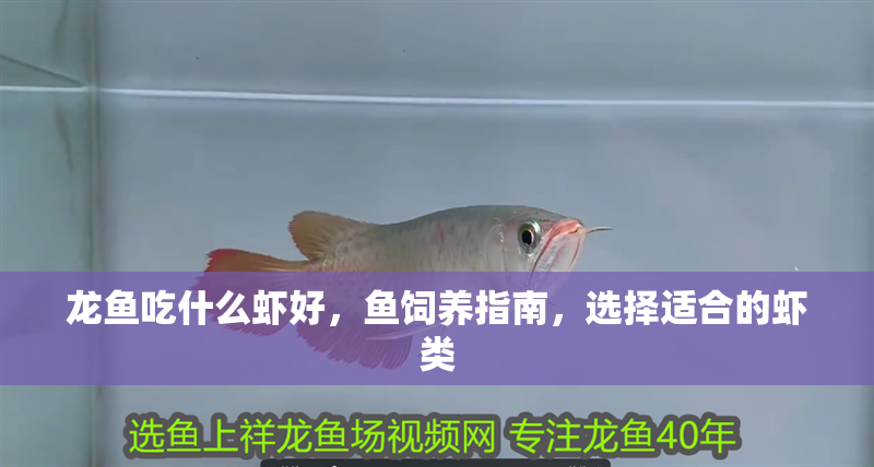 龍魚吃什么蝦好，魚飼養指南，選擇適合的蝦類