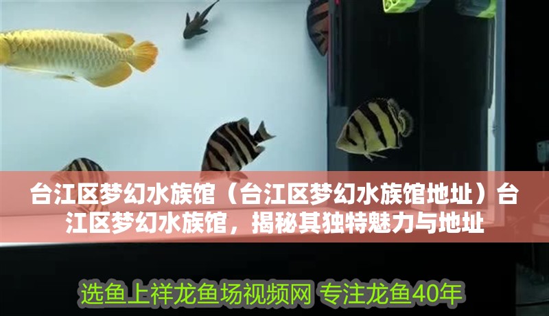 臺江區(qū)夢幻水族館（臺江區(qū)夢幻水族館地址）臺江區(qū)夢幻水族館，揭秘其獨特魅力與地址 臺江區(qū)夢幻水族館（臺江區(qū)夢幻水族館地址）臺江區(qū)夢幻水族館，揭秘其獨特魅力與地址 全國水族館企業(yè)名錄 第2張