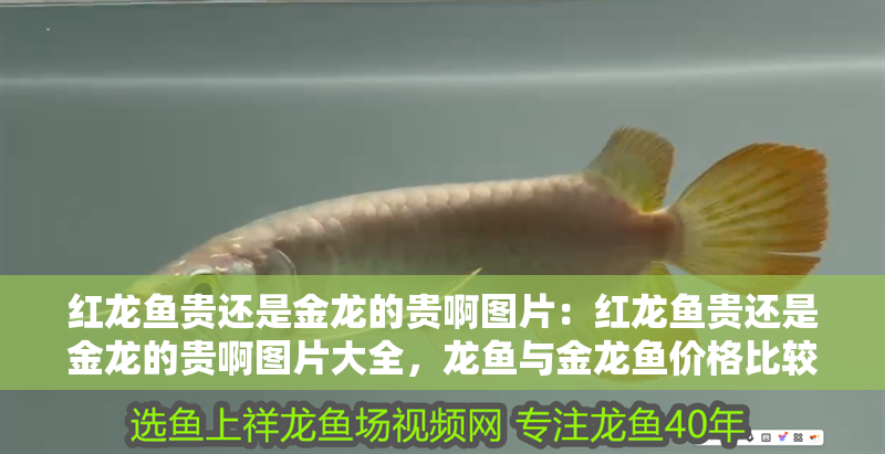 紅龍魚貴還是金龍的貴啊圖片：紅龍魚貴還是金龍的貴啊圖片大全，龍魚與金龍魚價格比較，