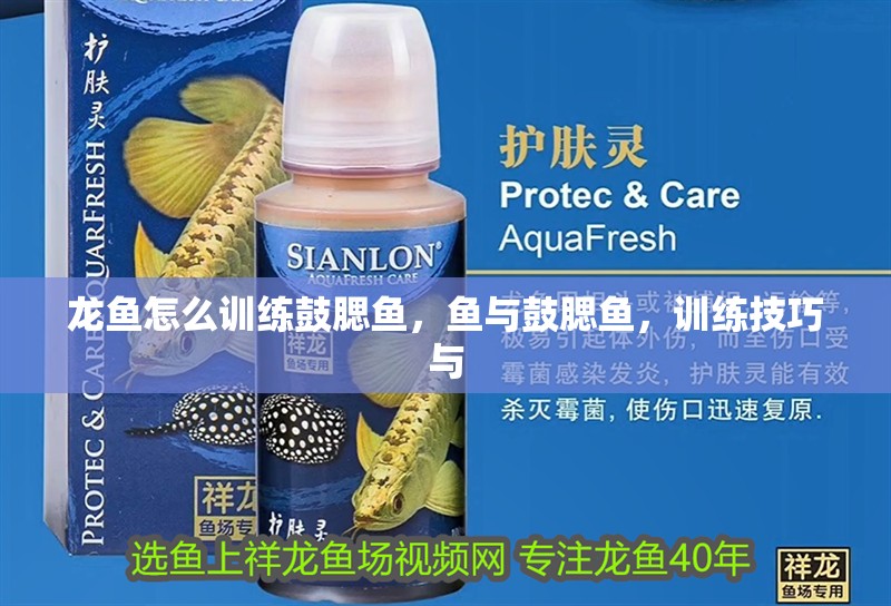 龍魚怎么訓練鼓腮魚，魚與鼓腮魚，訓練技巧與