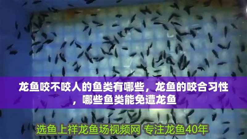 龍魚(yú)咬不咬人的魚(yú)類(lèi)有哪些，龍魚(yú)的咬合習(xí)性，哪些魚(yú)類(lèi)能免遭龍魚(yú)