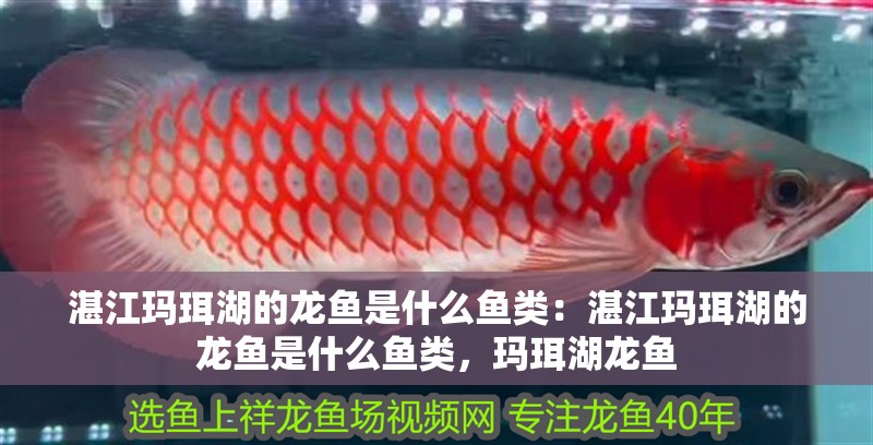 湛江瑪珥湖的龍魚是什么魚類：湛江瑪珥湖的龍魚是什么魚類，瑪珥湖龍魚