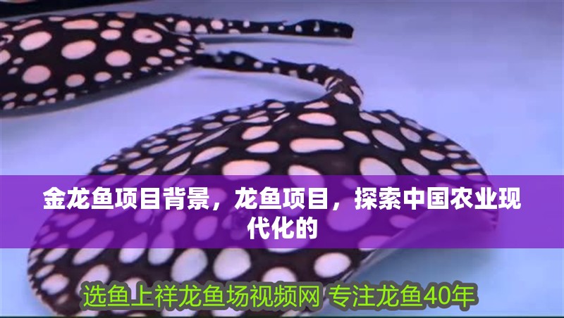 金龍魚項目背景，龍魚項目，探索中國農(nóng)業(yè)現(xiàn)代化的