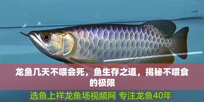 龍魚幾天不喂會死，魚生存之道，揭秘不喂食的極限