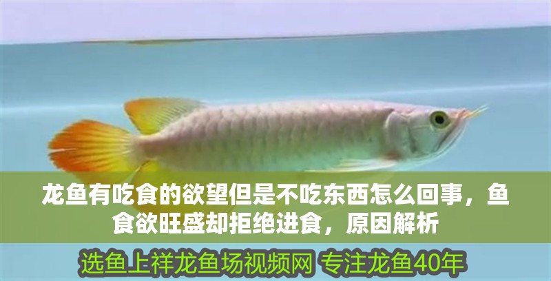 龍魚有吃食的欲望但是不吃東西怎么回事，魚食欲旺盛卻拒絕進(jìn)食，原因解析 龍魚有吃食的欲望但是不吃東西怎么回事，魚食欲旺盛卻拒絕進(jìn)食，原因解析 龍魚百科 第2張