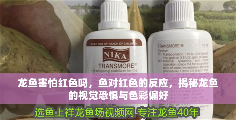 龍魚害怕紅色嗎，魚對紅色的反應(yīng)，揭秘龍魚的視覺恐懼與色彩偏好