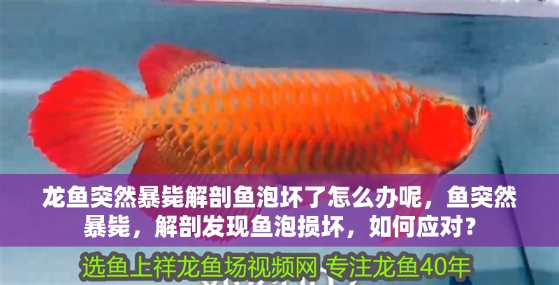 龍魚突然暴斃解剖魚泡壞了怎么辦呢，魚突然暴斃，解剖發現魚泡損壞，如何應對？