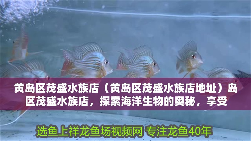 黃島區(qū)茂盛水族店（黃島區(qū)茂盛水族店地址）島區(qū)茂盛水族店，探索海洋生物的奧秘，享受 黃島區(qū)茂盛水族店（黃島區(qū)茂盛水族店地址）島區(qū)茂盛水族店，探索海洋生物的奧秘，享受 全國水族館企業(yè)名錄 第2張