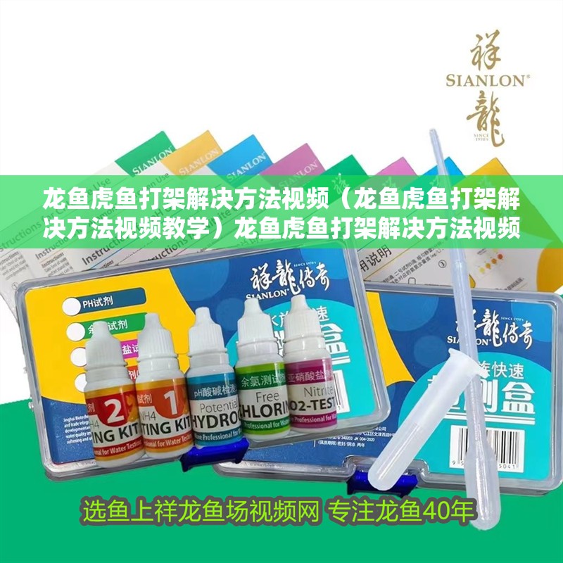 龍魚虎魚打架解決方法視頻（龍魚虎魚打架解決方法視頻教學）龍魚虎魚打架解決方法視頻教程，如何有效避免和處理 龍魚虎魚打架解決方法視頻（龍魚虎魚打架解決方法視頻教學）龍魚虎魚打架解決方法視頻教程，如何有效避免和處理 虎魚百科