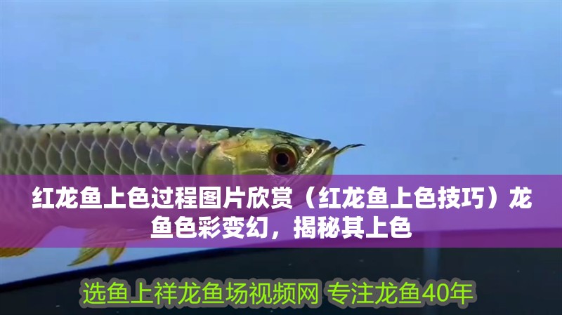 紅龍魚上色過程圖片欣賞（紅龍魚上色技巧）龍魚色彩變幻，揭秘其上色