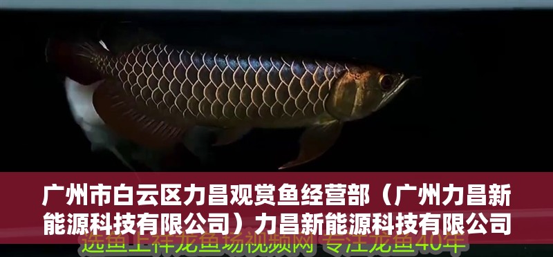 廣州市白云區力昌觀賞魚經營部（廣州力昌新能源科技有限公司）力昌新能源科技有限公司涉足觀賞魚行業，白云區力昌觀賞魚