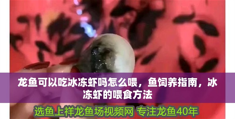 龍魚可以吃冰凍蝦嗎怎么喂，魚飼養(yǎng)指南，冰凍蝦的喂食方法
