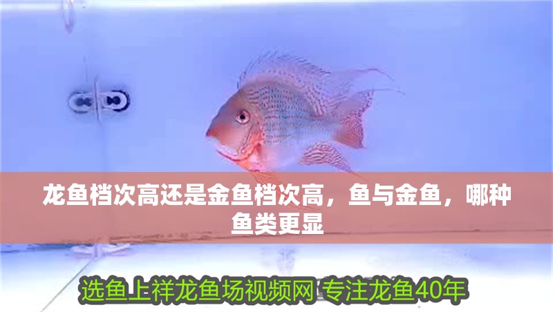 龍魚檔次高還是金魚檔次高，魚與金魚，哪種魚類更顯
