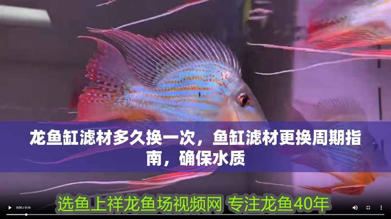 龍魚缸濾材多久換一次，魚缸濾材更換周期指南，確保水質(zhì)