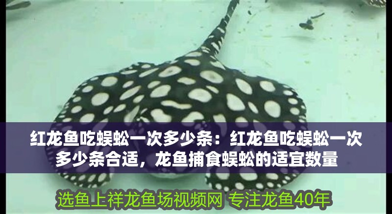 紅龍魚吃蜈蚣一次多少條：紅龍魚吃蜈蚣一次多少條合適，龍魚捕食蜈蚣的適宜數(shù)量
