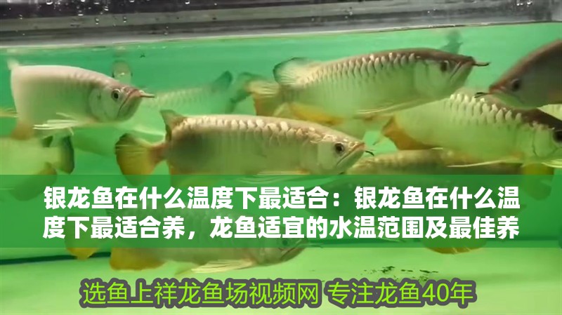 銀龍魚在什么溫度下最適合：銀龍魚在什么溫度下最適合養(yǎng)，龍魚適宜的水溫范圍及最佳養(yǎng)殖 銀龍魚在什么溫度下最適合：銀龍魚在什么溫度下最適合養(yǎng)，龍魚適宜的水溫范圍及最佳養(yǎng)殖 水族問答