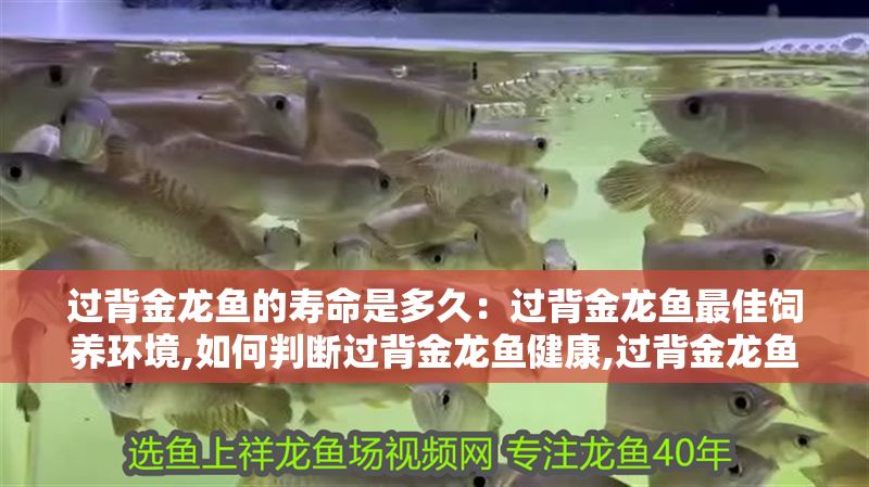 過背金龍魚的壽命是多久：過背金龍魚最佳飼養(yǎng)環(huán)境,如何判斷過背金龍魚健康,過背金龍魚繁殖周期介紹