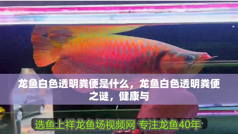 龍魚白色透明糞便是什么，龍魚白色透明糞便之謎，健康與