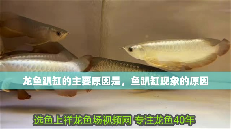 龍魚趴缸的主要原因是，魚趴缸現象的原因