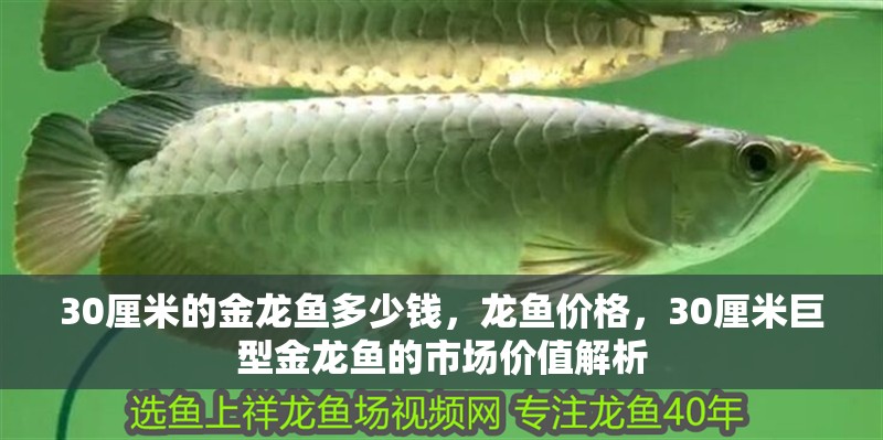 30厘米的金龍魚多少錢，龍魚價格，30厘米巨型金龍魚的市場價值解析