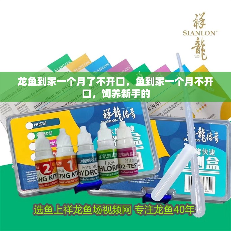 龍魚到家一個月了不開口，魚到家一個月不開口，飼養新手的