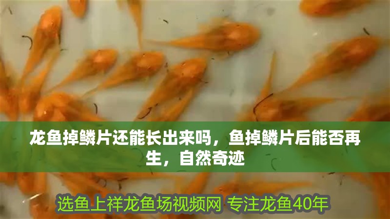 龍魚掉鱗片還能長出來嗎，魚掉鱗片后能否再生，自然奇跡