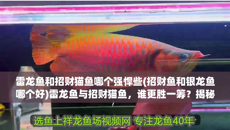 雷龍魚和招財貓魚哪個強悍些(招財魚和銀龍魚哪個好)雷龍魚與招財貓魚，誰更勝一籌？揭秘招財魚與銀龍魚的優劣對比 雷龍魚和招財貓魚哪個強悍些(招財魚和銀龍魚哪個好)雷龍魚與招財貓魚，誰更勝一籌？揭秘招財魚與銀龍魚的優劣對比 銀龍魚百科