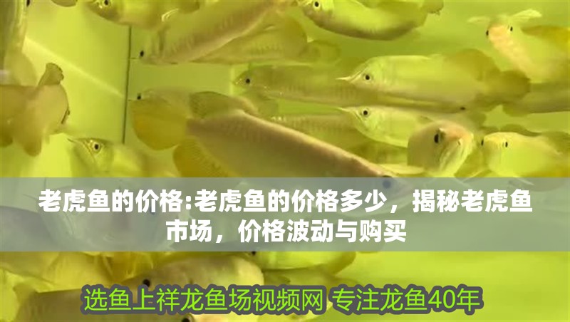 老虎魚的價格:老虎魚的價格多少，揭秘老虎魚市場，價格波動與購買