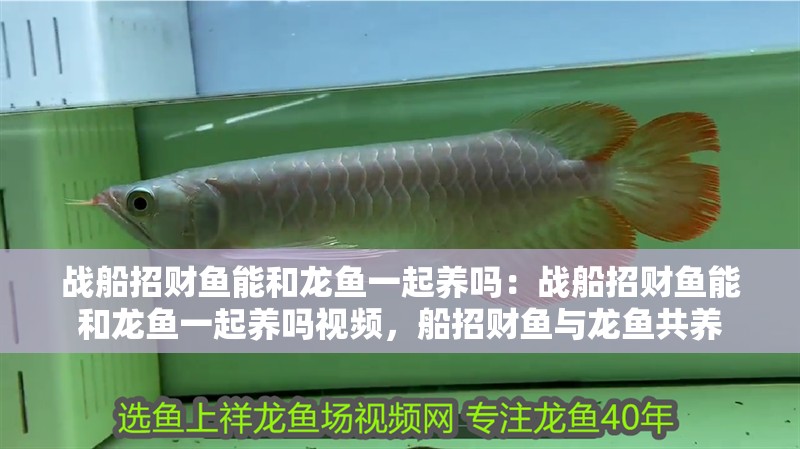 戰(zhàn)船招財魚能和龍魚一起養(yǎng)嗎：戰(zhàn)船招財魚能和龍魚一起養(yǎng)嗎視頻，船招財魚與龍魚共養(yǎng) 戰(zhàn)船招財魚能和龍魚一起養(yǎng)嗎：戰(zhàn)船招財魚能和龍魚一起養(yǎng)嗎視頻，船招財魚與龍魚共養(yǎng) 水族問答
