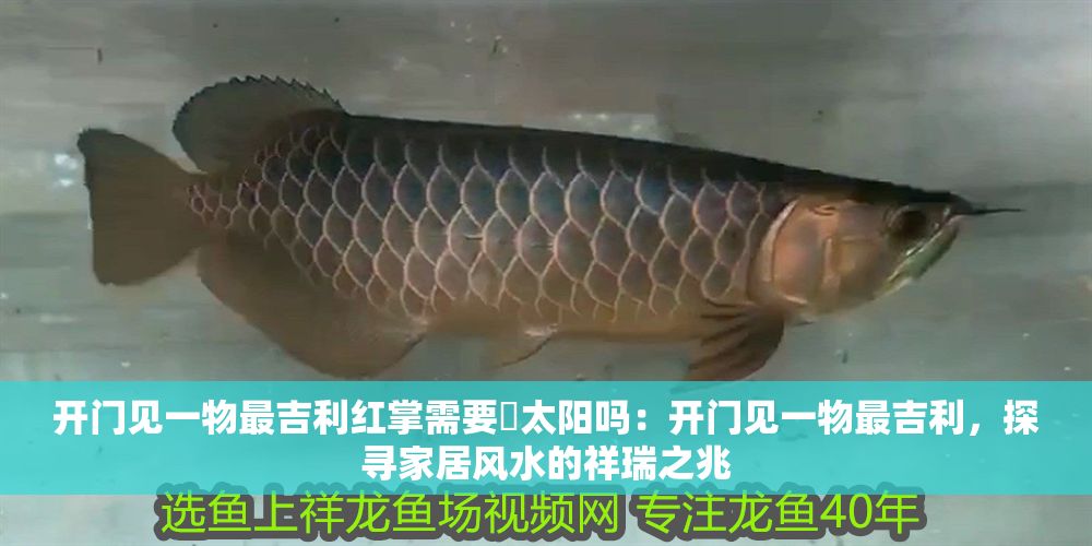 開門見一物最吉利紅掌需要嗮太陽嗎：開門見一物最吉利，探尋家居風水的祥瑞之兆