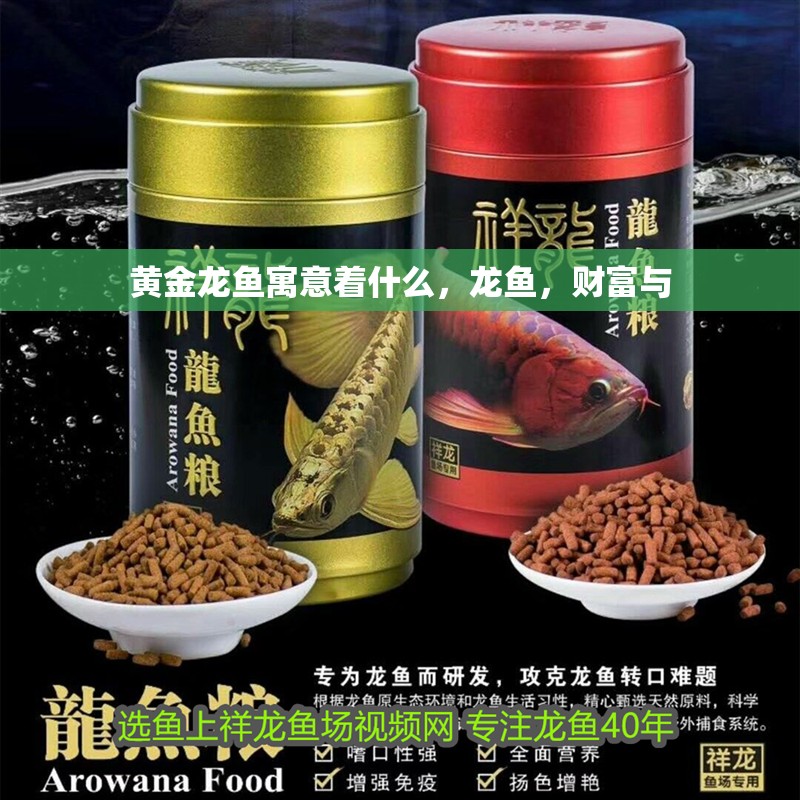 黃金龍魚(yú)寓意著什么，龍魚(yú)，財(cái)富與 黃金龍魚(yú)寓意著什么，龍魚(yú)，財(cái)富與 龍魚(yú)百科 第2張