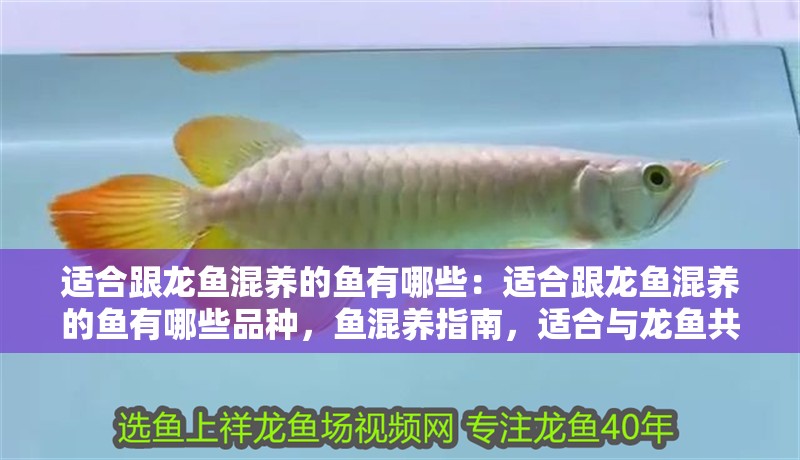 適合跟龍魚混養(yǎng)的魚有哪些：適合跟龍魚混養(yǎng)的魚有哪些品種，魚混養(yǎng)指南，適合與龍魚共游的魚類種類