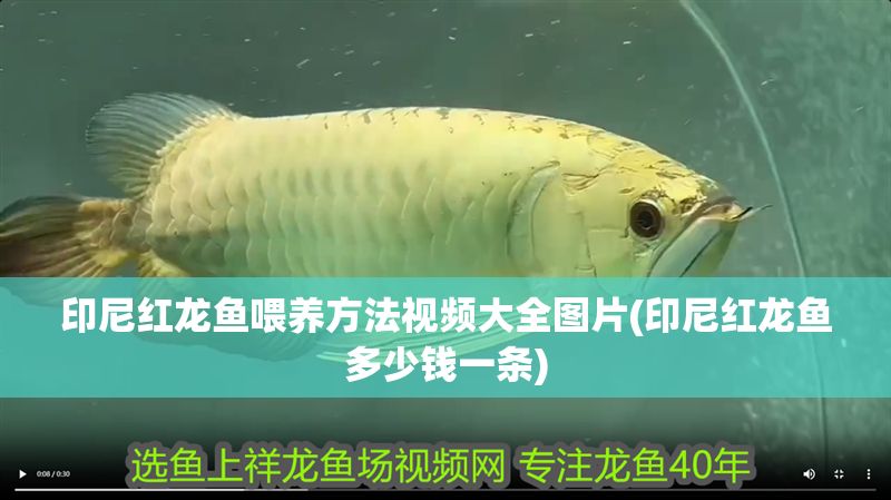 印尼紅龍魚喂養方法視頻大全圖片(印尼紅龍魚多少錢一條)