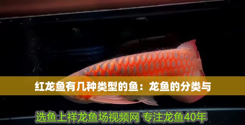 紅龍魚有幾種類型的魚：龍魚的分類與