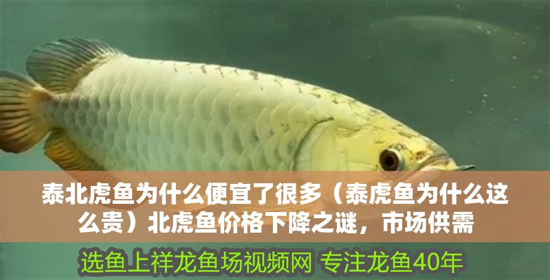 泰北虎魚為什么便宜了很多（泰虎魚為什么這么貴）北虎魚價(jià)格下降之謎，市場(chǎng)供需