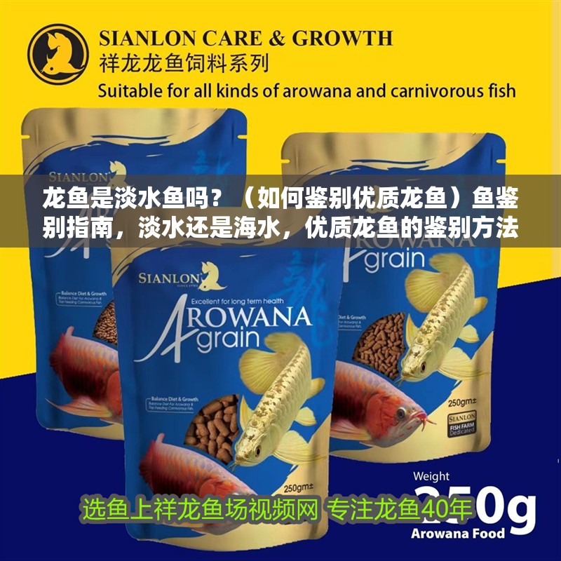 龍魚是淡水魚嗎？（如何鑒別優質龍魚）魚鑒別指南，淡水還是海水，優質龍魚的鑒別方法