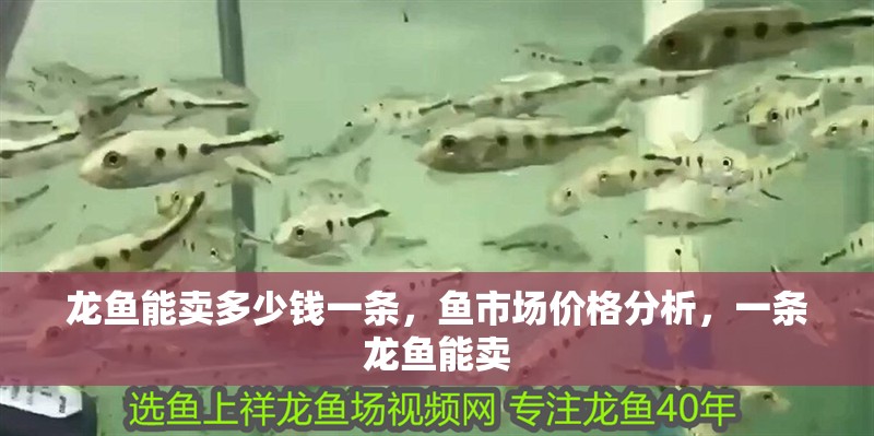 龍魚能賣多少錢一條，魚市場價格分析，一條龍魚能賣 龍魚能賣多少錢一條，魚市場價格分析，一條龍魚能賣 龍魚百科 第2張