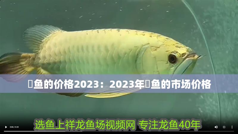 魟魚的價(jià)格2023：2023年魟魚的市場(chǎng)價(jià)格