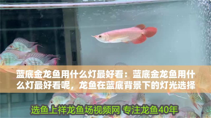 藍底金龍魚用什么燈最好看:藍底金龍魚用什么燈最好看呢,龍魚在藍底背景下的燈光選擇 水族問答 藍底金龍魚用什么燈最好看:藍底金龍魚用什么燈最好看呢,龍魚在藍底背景下的燈光選擇 藍底金龍魚用什么燈最好看:藍底金龍魚用什么燈最好看呢,龍魚在藍底背景下的燈光選擇 水族問答