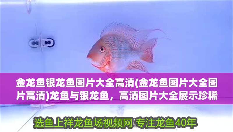 金龍魚銀龍魚圖片大全高清(金龍魚圖片大全圖片高清)龍魚與銀龍魚，高清圖片大全展示珍稀魚類之美