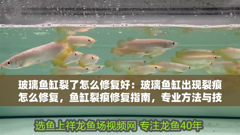 玻璃魚缸裂了怎么修復好：玻璃魚缸出現裂痕怎么修復，魚缸裂痕修復指南，專業方法與技巧