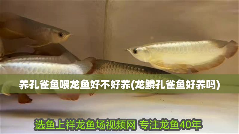 養孔雀魚喂龍魚好不好養(龍鱗孔雀魚好養嗎) 養孔雀魚喂龍魚好不好養(龍鱗孔雀魚好養嗎) 魚缸百科 第1張